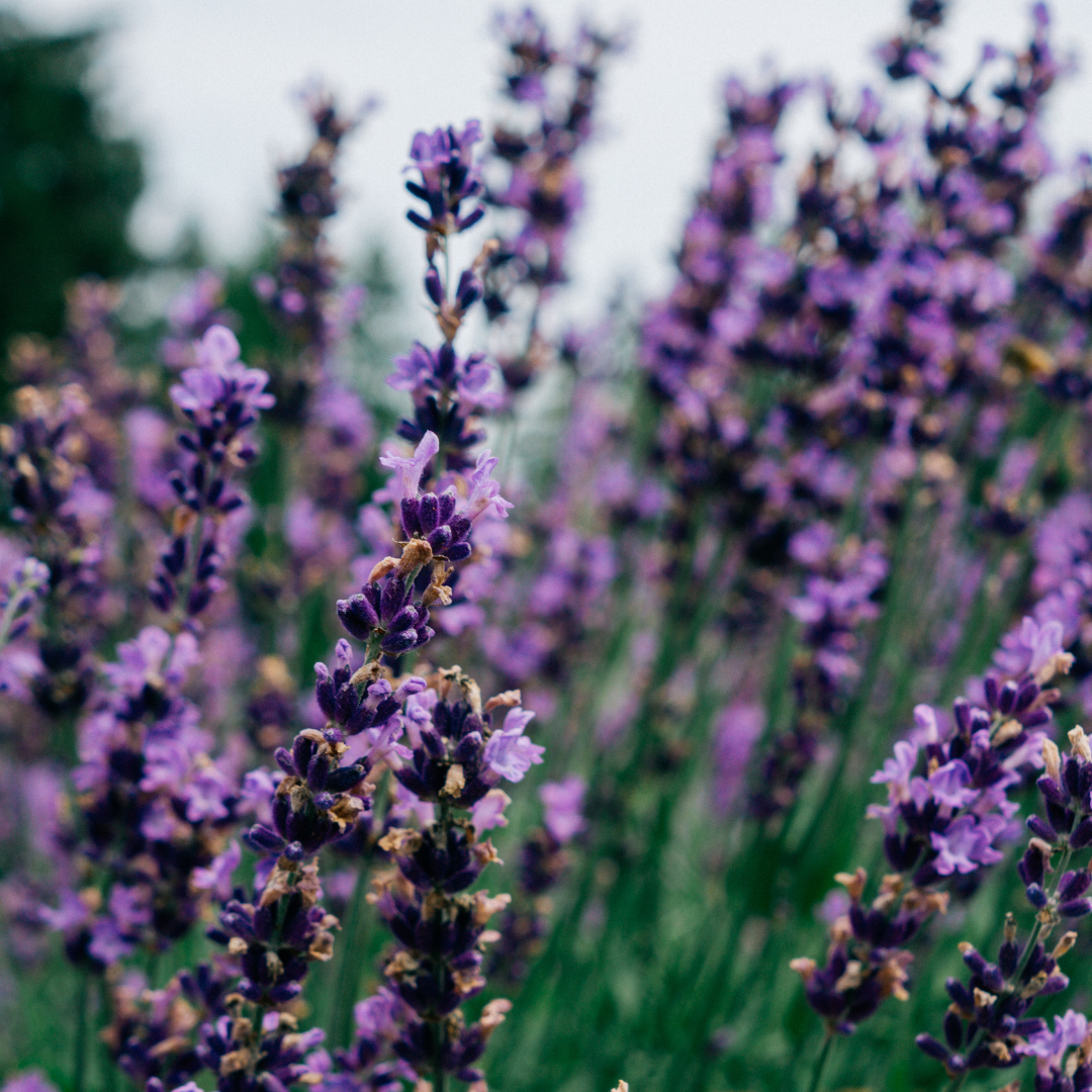 Close-up of lavender flowers with a blurred background