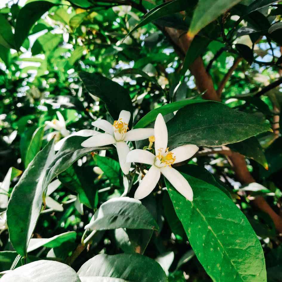 White flowers with green leaves on a tree